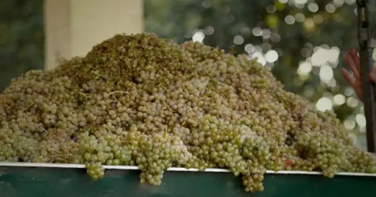 O Frescor do Vinho Verde