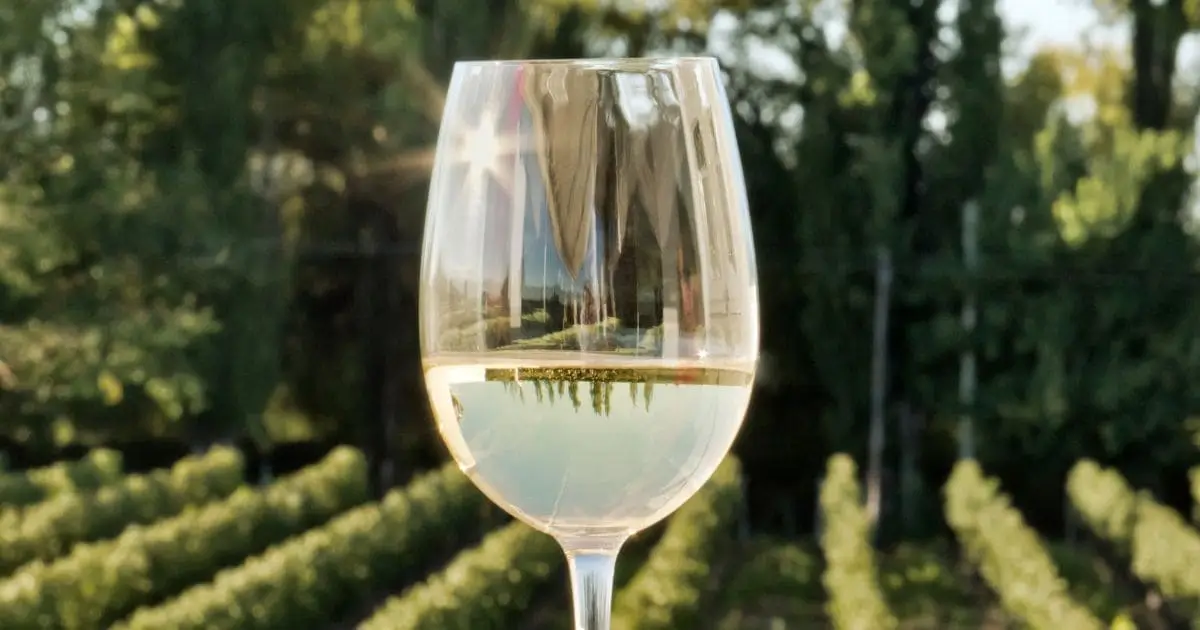 O Frescor do Vinho Verde