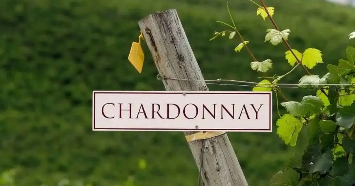 Chardonnay: Vinhos Maravilhosos!