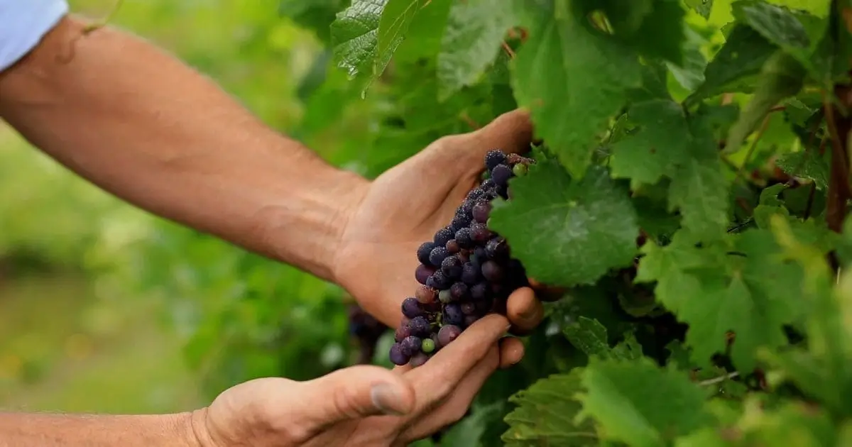 Chardonnay na Austrália