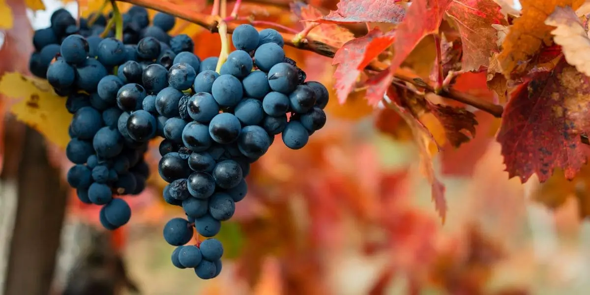 O Renascimento dos Vinhos do Etna