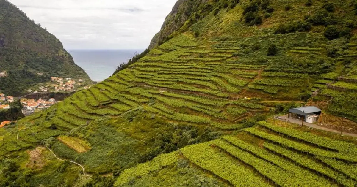 O Vinho Madeira