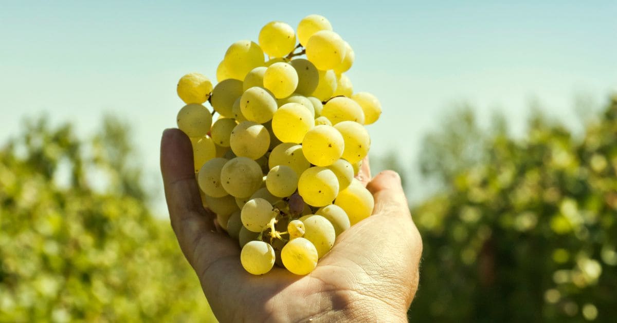 Vinho Branco Espanhol Nativo 